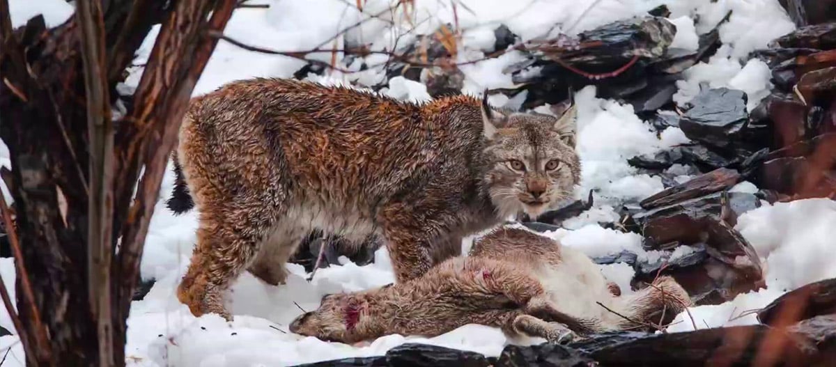 Himalayan Lynx filmed hunting Markhor for the first time in Pakistan